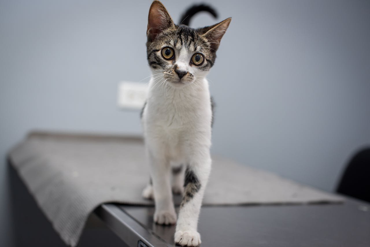 Cute kitten standing on a vet table, captured indoors in Trinidad and Tobago.