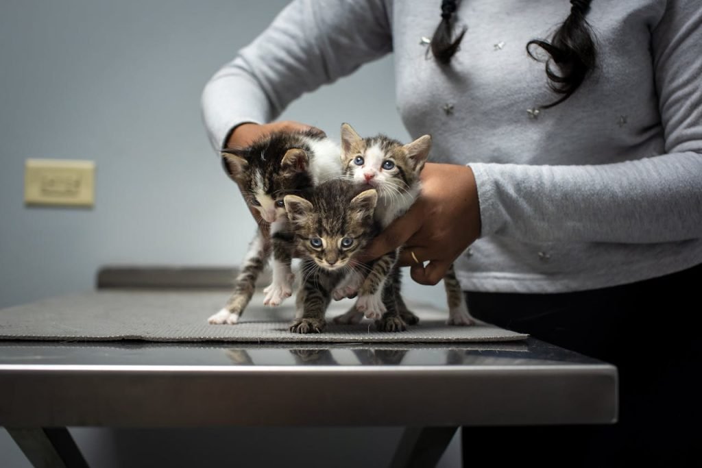 Three cute rescue kittens being held by a person at a veterinary clinic in Trinidad.