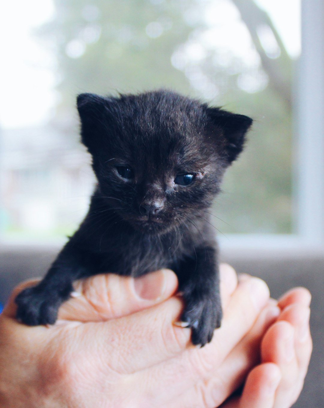 black-kitten-x2lukm3wua0