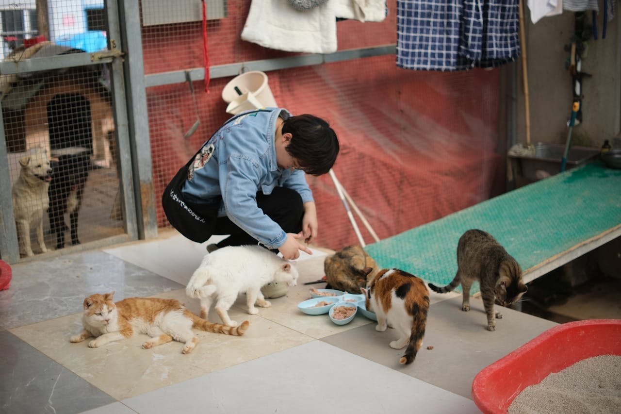 A volunteer feeds cats at an animal shelter, showcasing pet care and adoption efforts.